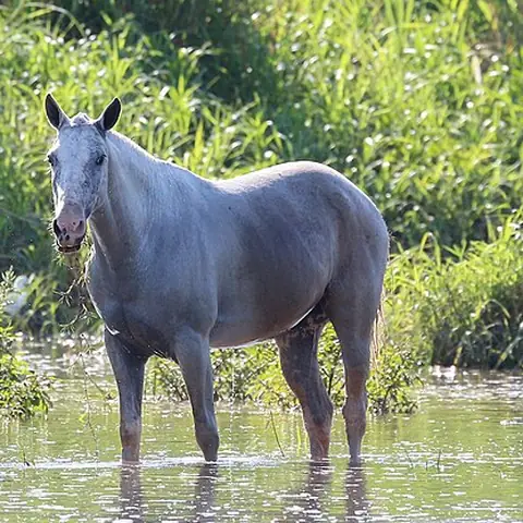 A grey horse standing in shallow water