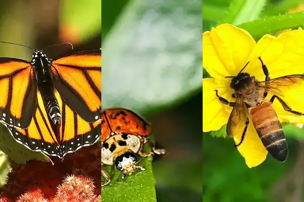 Insect Quiz: Can your child tell a bee from a wasp, or a grasshopper from a cricket? Tap Play for a