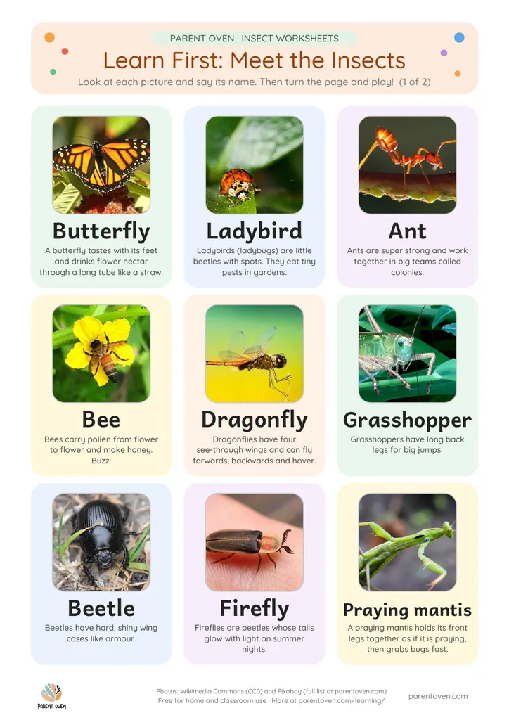 Learn-first insect chart: photos of a butterfly, ladybird, ant, bee, dragonfly, grasshopper, beetle, firefly and praying mantis with their names