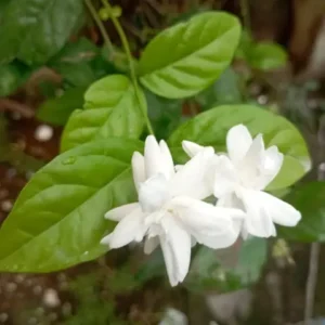 Small white jasmine flowers among green leaves