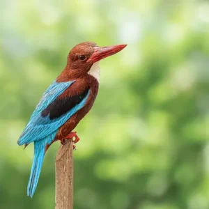 A kingfisher with a bright blue back and a long red beak