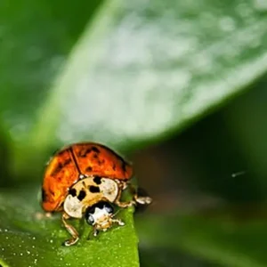 A red-orange ladybird with black spots on a green leaf
