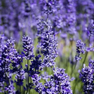Lots of purple lavender flower spikes