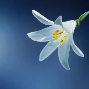 A white lily flower with yellow pollen