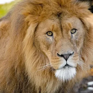 A lion with a big golden mane