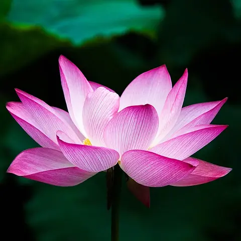A pink lotus flower above a pond