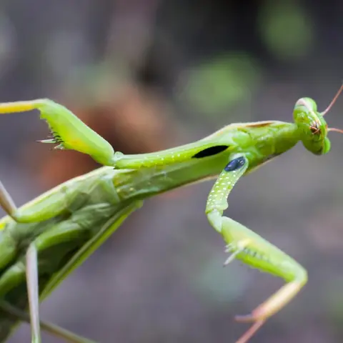 A green praying mantis with its front legs raised