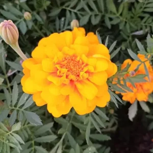 A round orange-yellow marigold flower