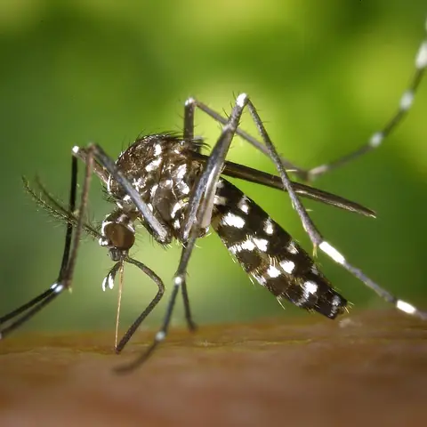 A black-and-white striped mosquito on skin