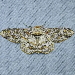 A speckled grey-and-brown moth resting flat on a wall