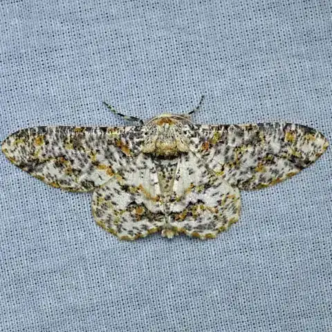A speckled grey-and-brown moth resting flat on a wall