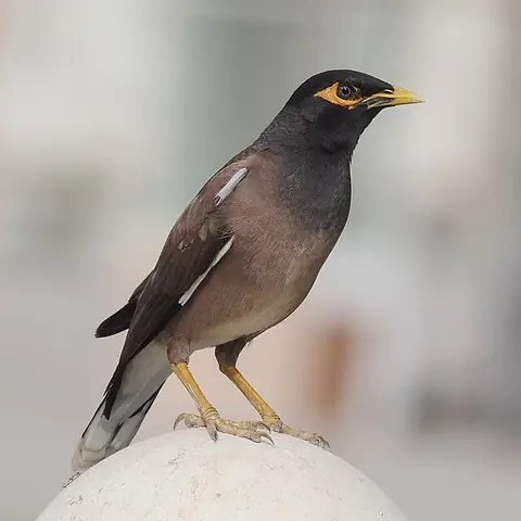 A brown myna bird with a yellow beak and eye patch