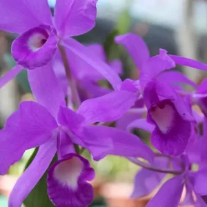 Bright purple orchid flowers