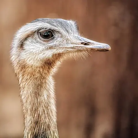 The head and long neck of an ostrich