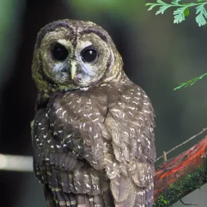 An owl with big dark eyes and spotted brown feathers