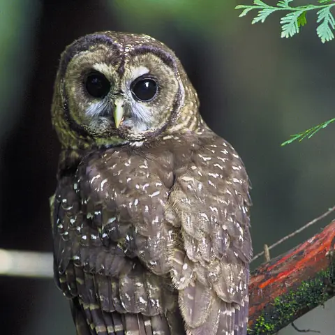 An owl with big dark eyes and spotted brown feathers