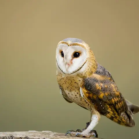 A barn owl with a white heart-shaped face perched on a log