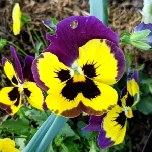 A yellow and purple pansy flower