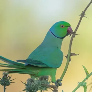 A green parrot with a red beak sitting on a thorny branch