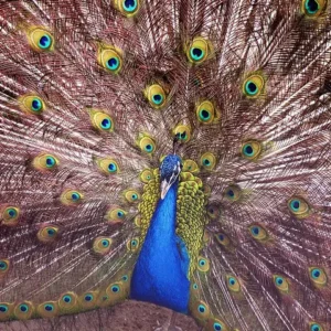 A blue peacock showing its colourful tail feathers