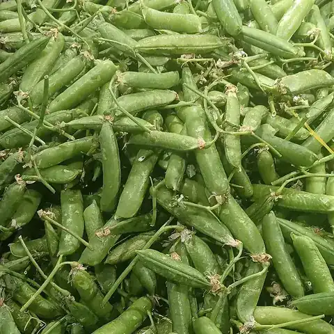 A pile of green pea pods