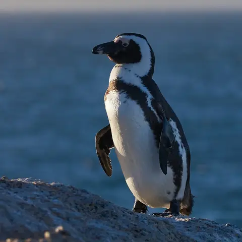 A black-and-white penguin standing on a rock by the sea