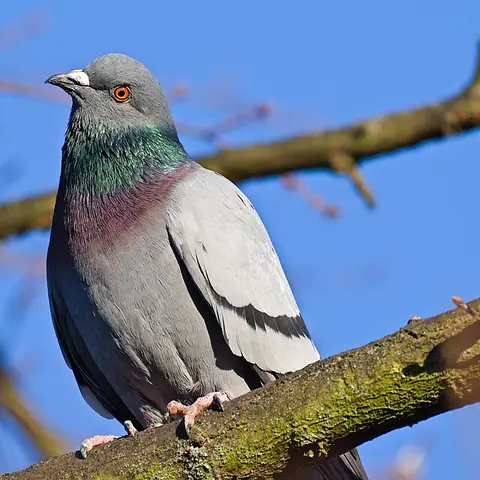 A grey pigeon with a shiny green-and-purple neck on a branch
