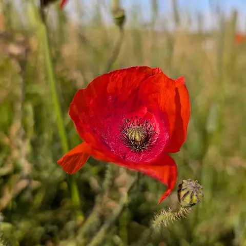 A red poppy flower in a field