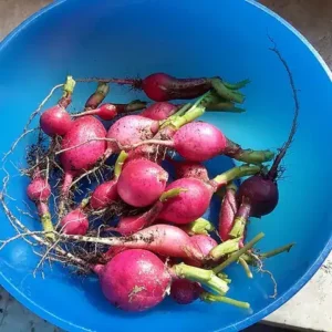 Pink-red radishes in a blue bowl