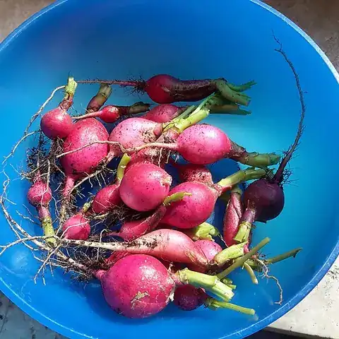 Pink-red radishes in a blue bowl
