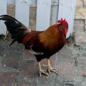A red and black rooster on a path