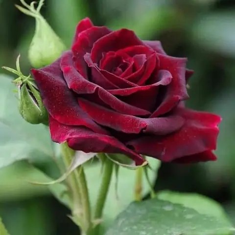 A deep red rose with green leaves