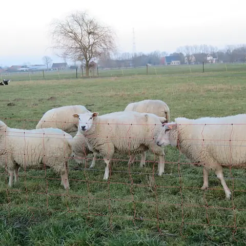 A small flock of white sheep in a field