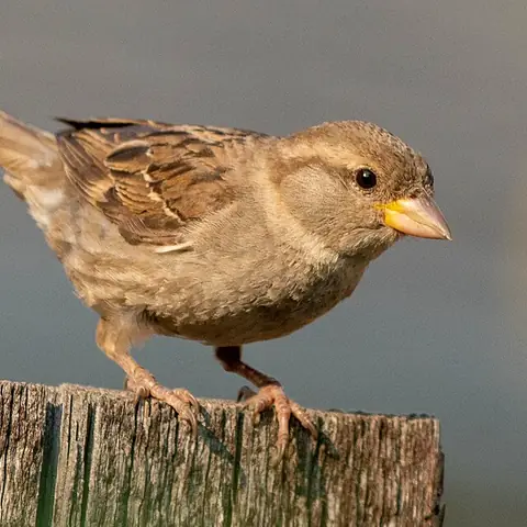A small brown sparrow on a wooden post
