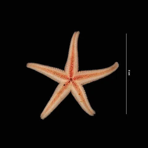 An orange starfish with five arms