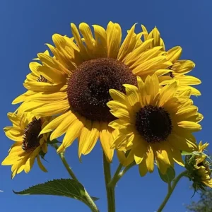 Two big yellow sunflowers against a blue sky