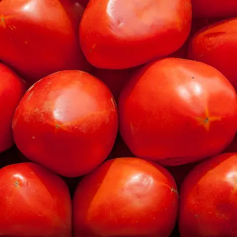 Shiny red tomatoes