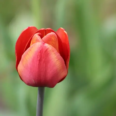 A red and pink tulip on a tall green stem