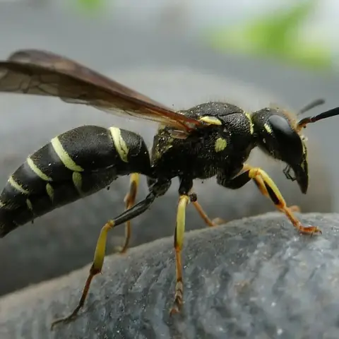 A black wasp with yellow stripes on a rock