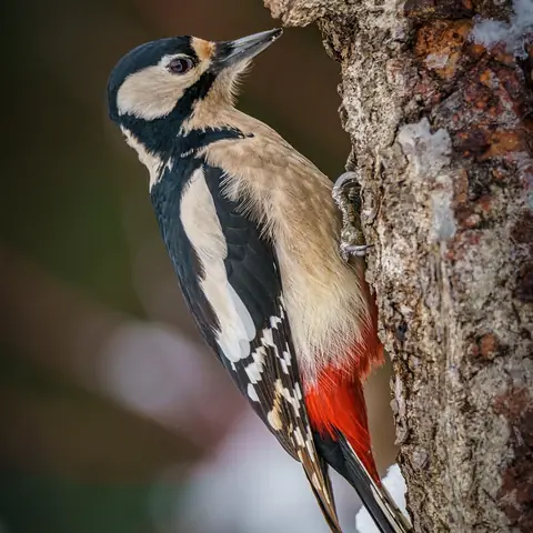 A black-and-white woodpecker with a red patch clinging to a tree trunk